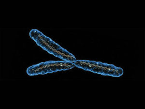 . Y-хромосома
